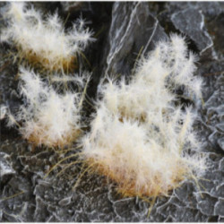 Gamers Grass: Special tufts...