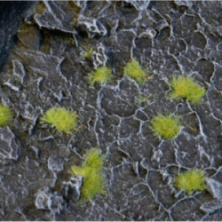 Gamers Grass: Special tufts...