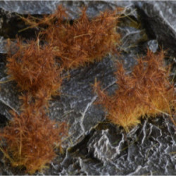 Gamers Grass: Special tufts...